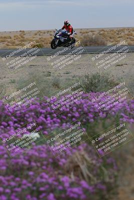 media/Jan-14-2023-SoCal Trackdays (Sat) [[497694156f]]/Turn 14 Exit Bloomig (145pm)/